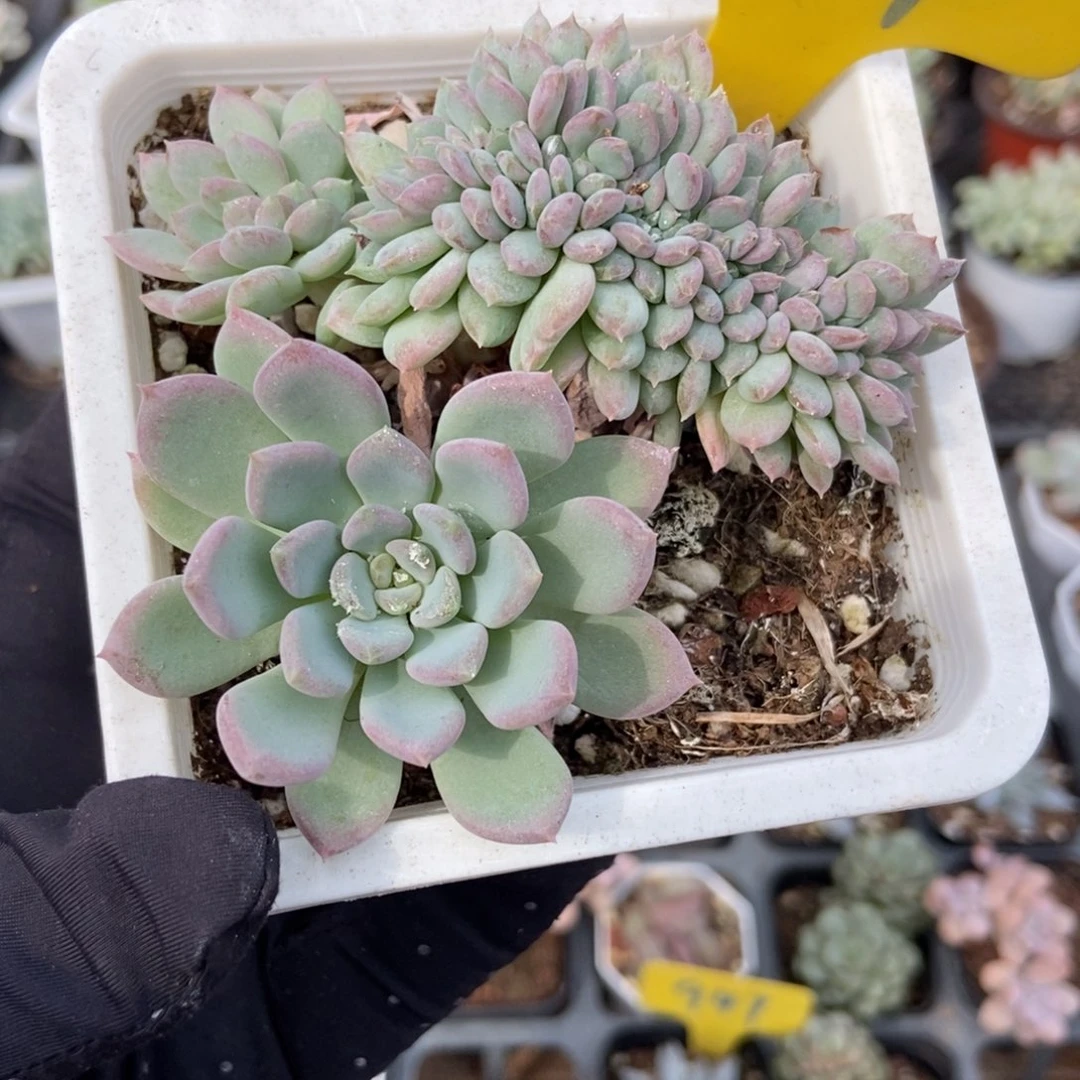 871粉珍妮缀多肉植物