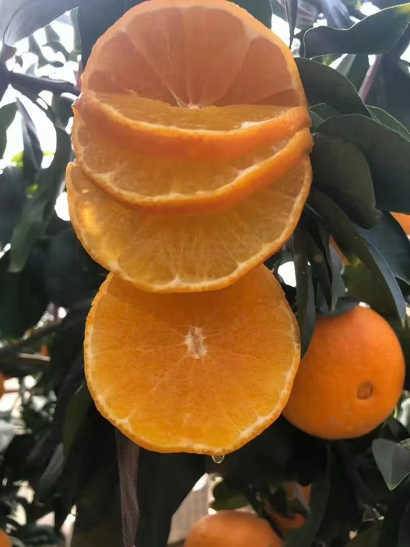 新鲜应季水果香甜多汁现摘现发