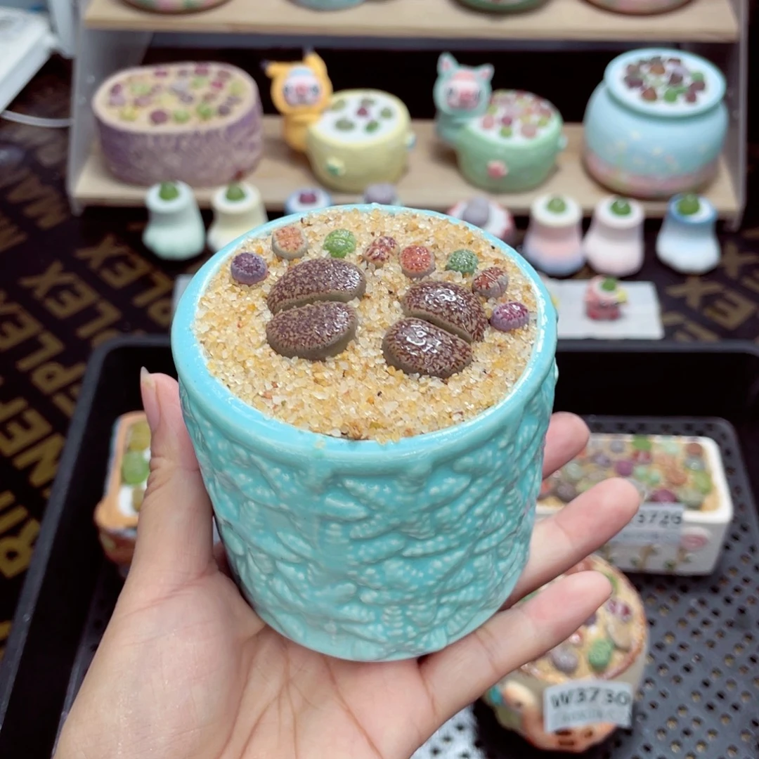 w3733 带盆土发货一物一拍