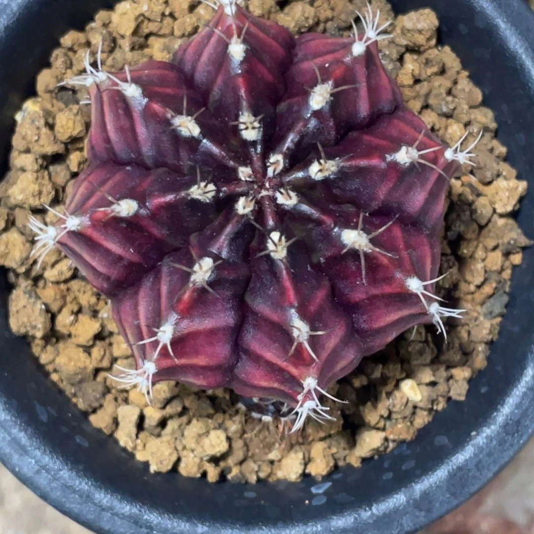 当前无花朵，栽培后可花朵波斯王子