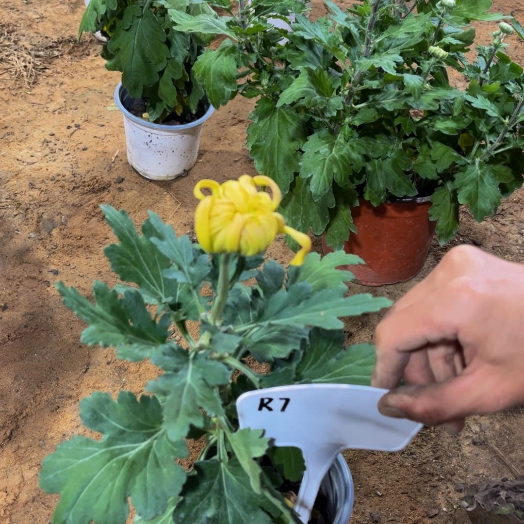 无花朵R7777777777777