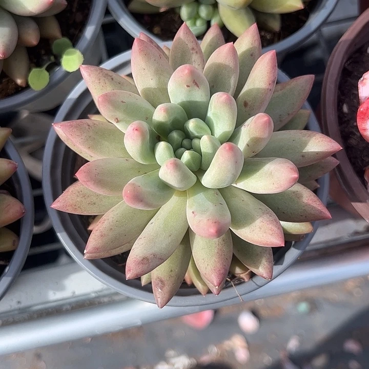 红蜻蜓多肉植物精品