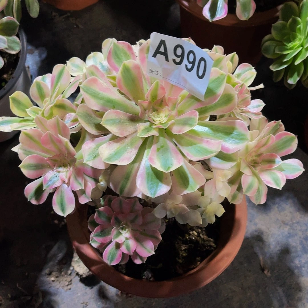 女巫990福利拖土发货