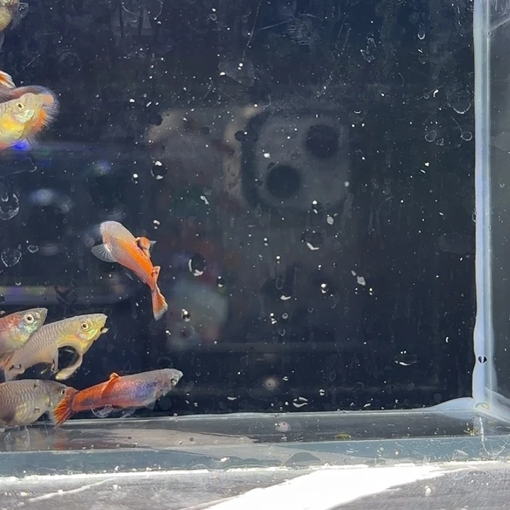 海水鱼马晶塔3对亚成8条苗子