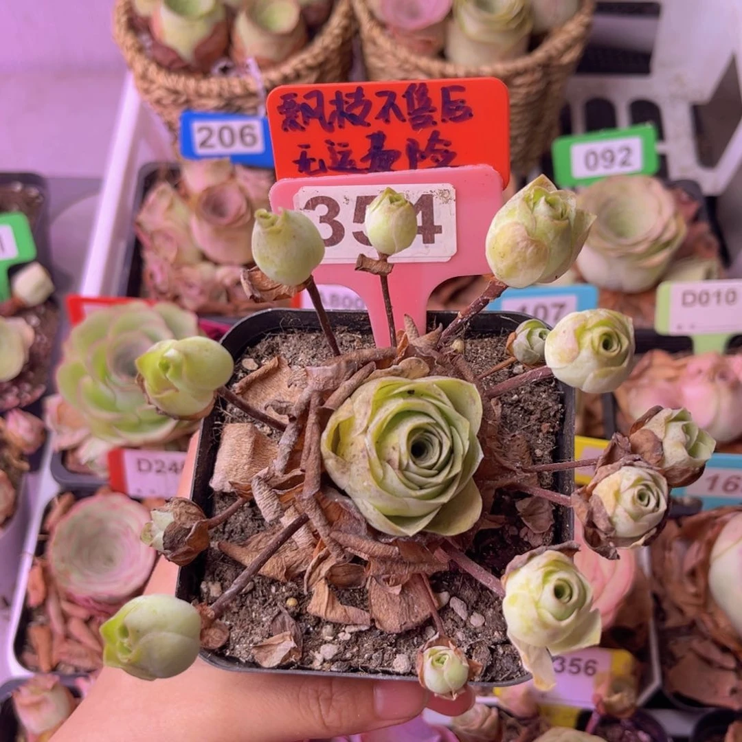 飘枝玫瑰一物一拍354