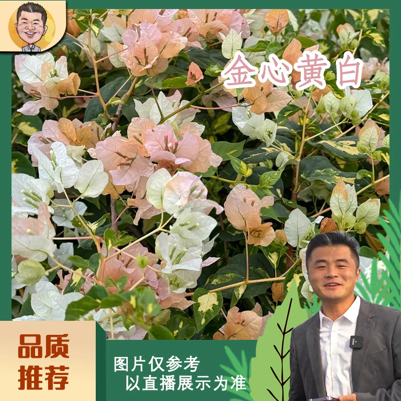 金心黄白三角梅喜光易养护勤花室内室外阳台庭院花卉盆栽地栽观赏