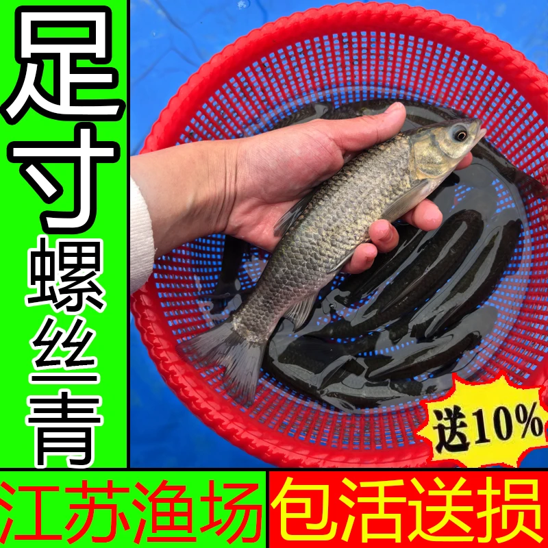 优质螺丝青青鱼苗江苏发货包邮包活淡水螺丝养殖好养耐寒耐活