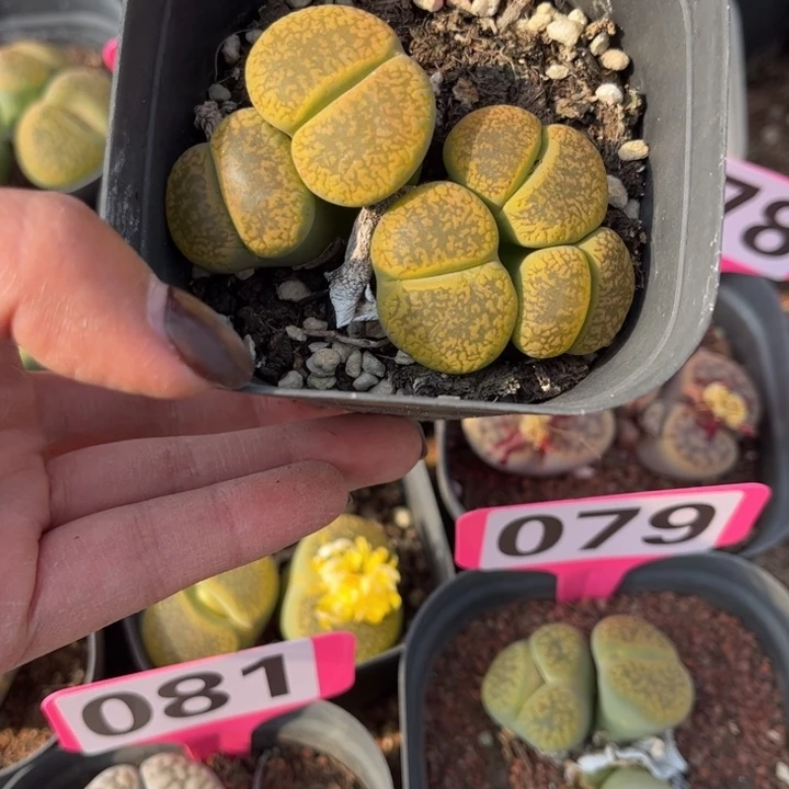 083号88888888888888