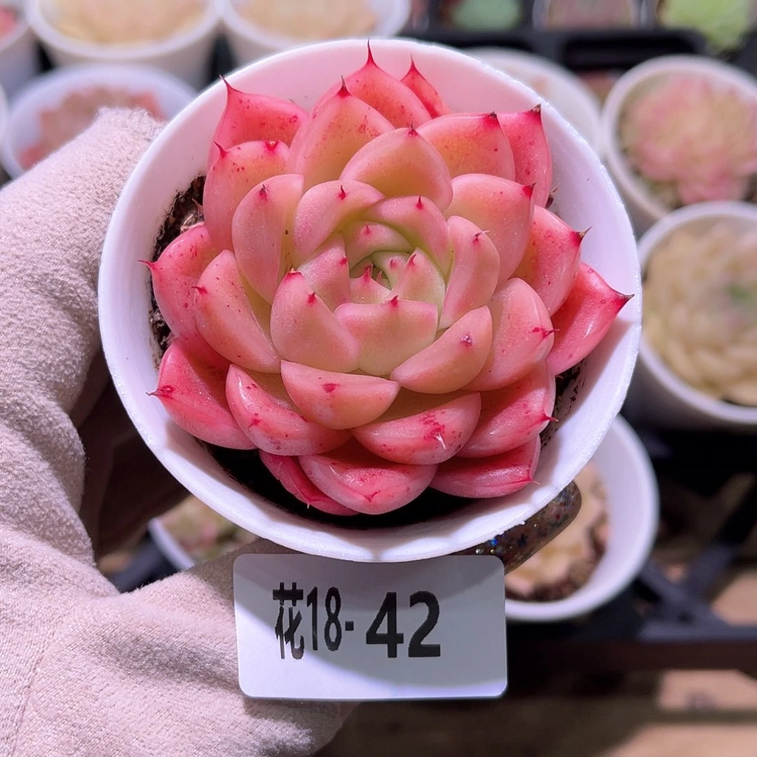 花利美18-42麦秆单头