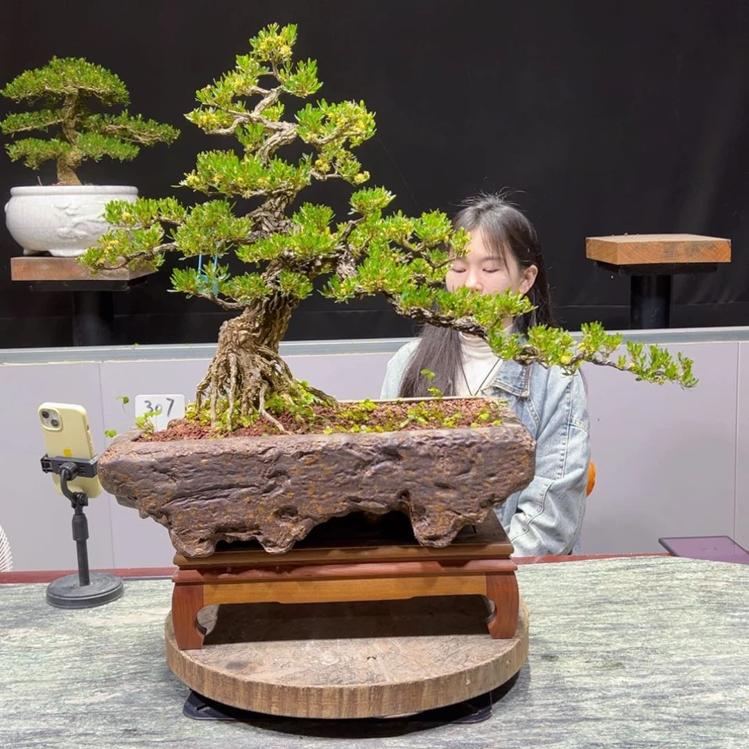 黄杨盆景老桩四季常青