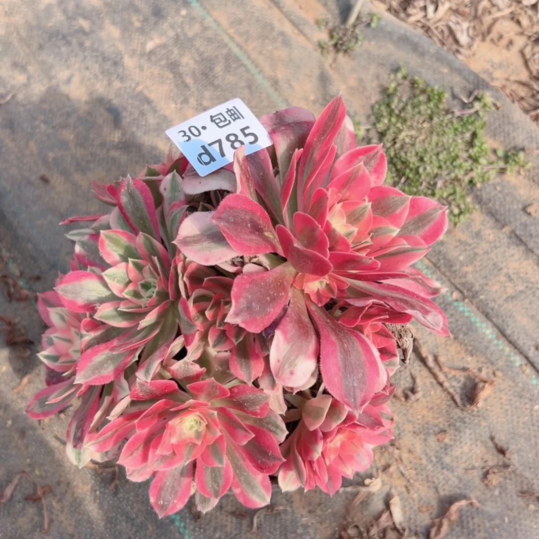 785女巫多肉法师