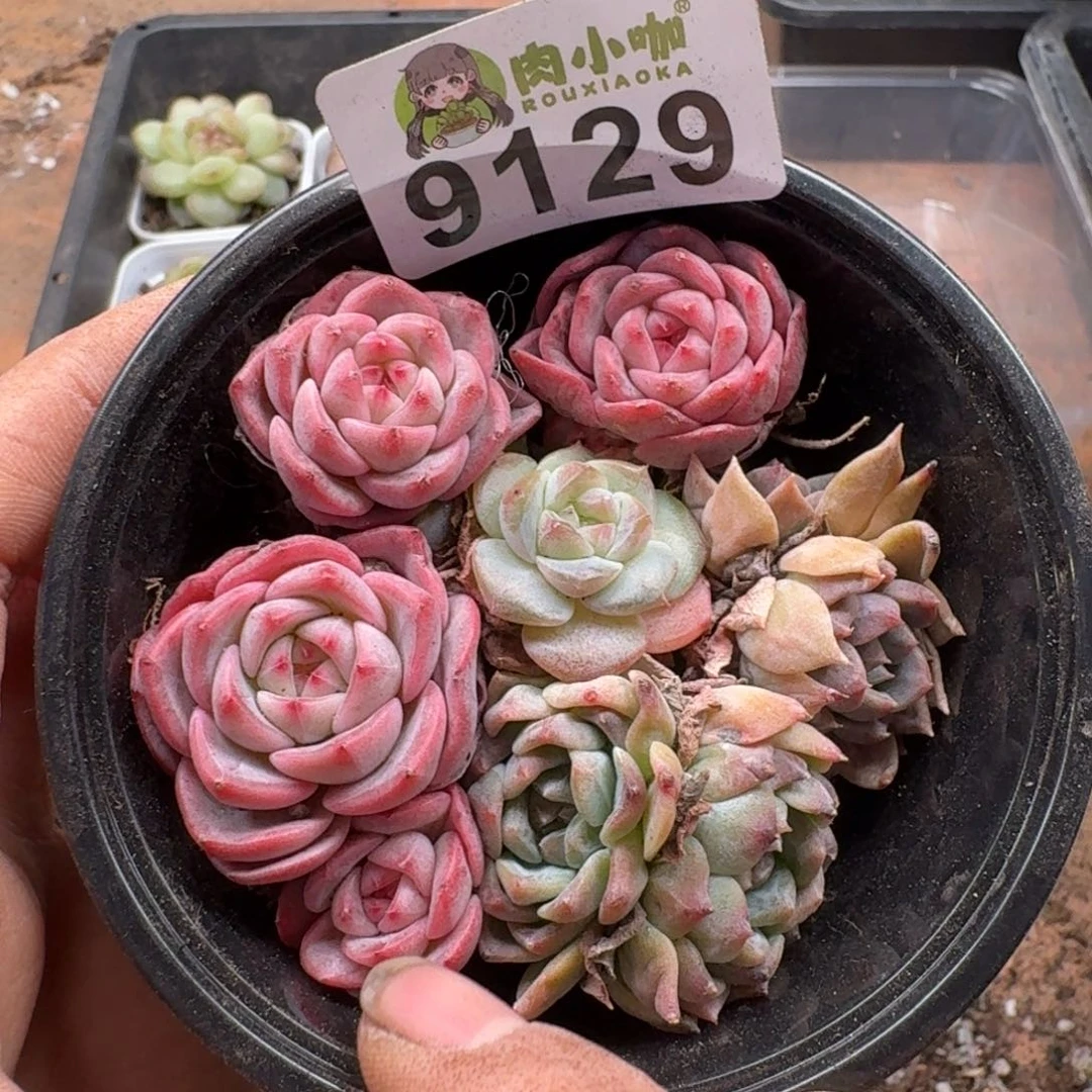 多肉植物多肉植物