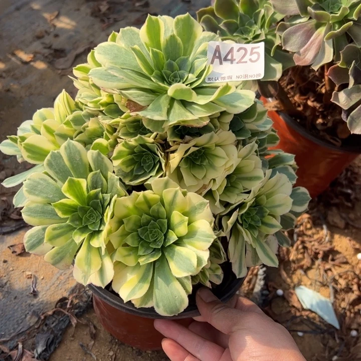 辛尼亚多肉植物425.