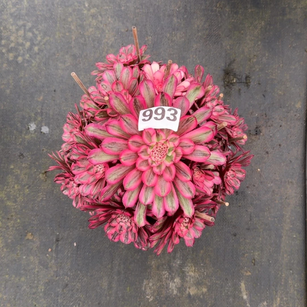 平**姓993！白月光法师多肉植物