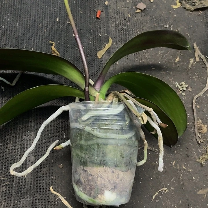 当前无花栽培后可以开花实生3.0带剑