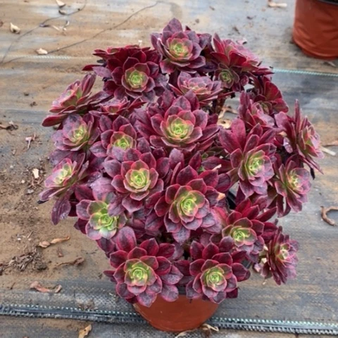 安娜多肉植物51号