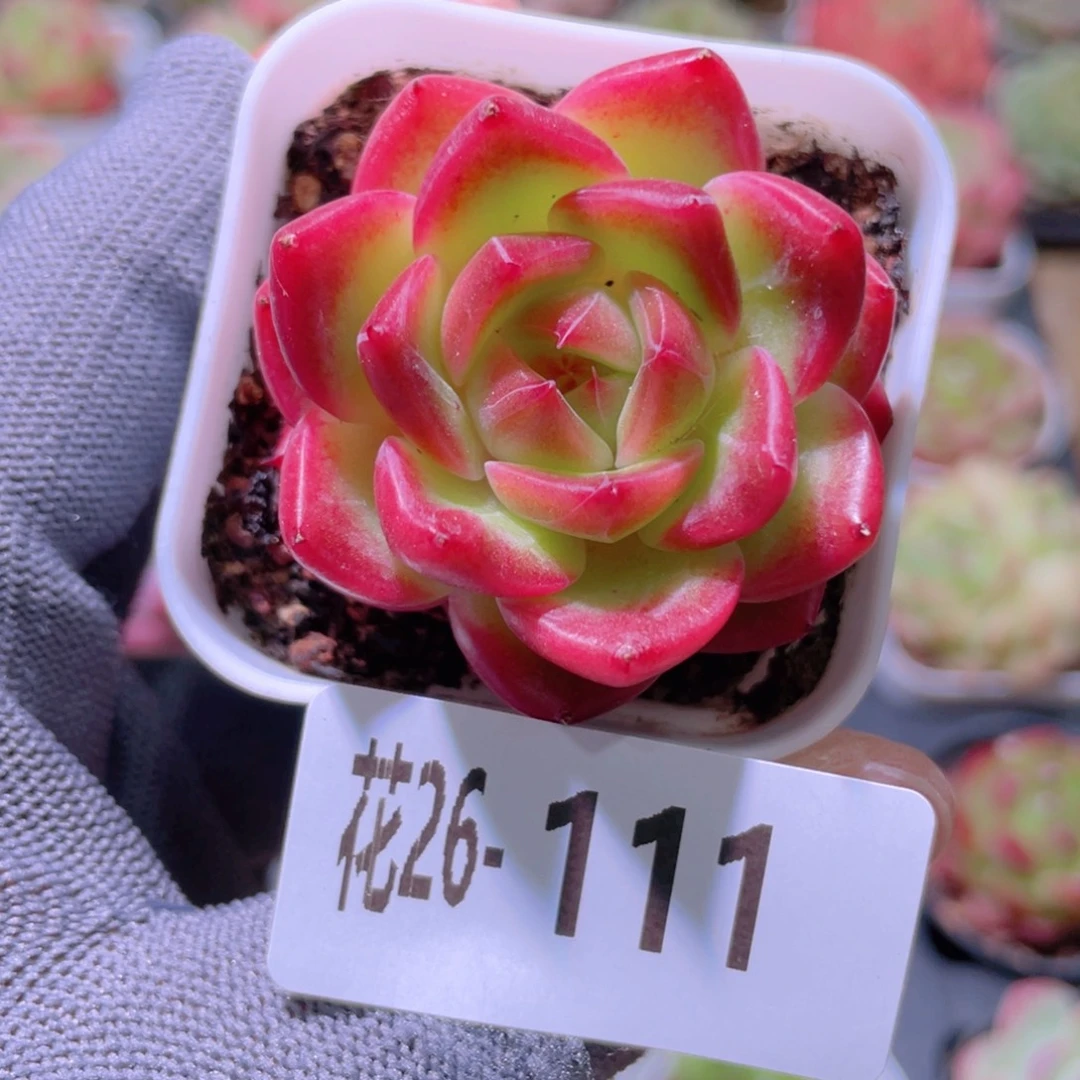 花利美26-111新品