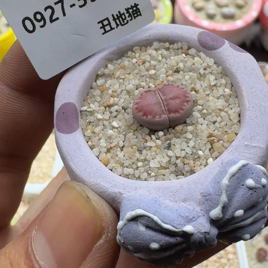 半***光0927-039盆盆盆盆