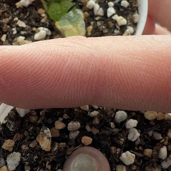 老马生石花磁铁2344