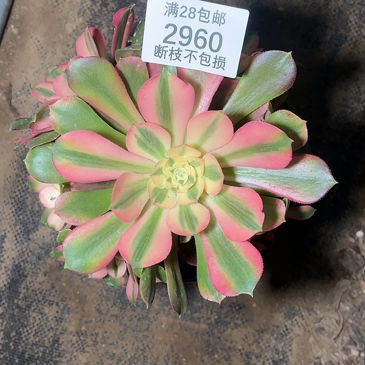 2960香妃多肉植物