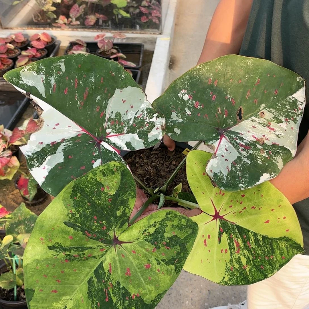 泰国彩叶芋34-0120