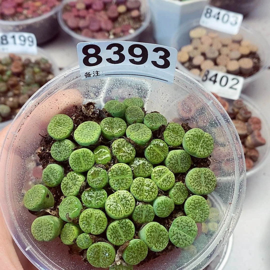 8393绿富贵龙卡啦啦啦