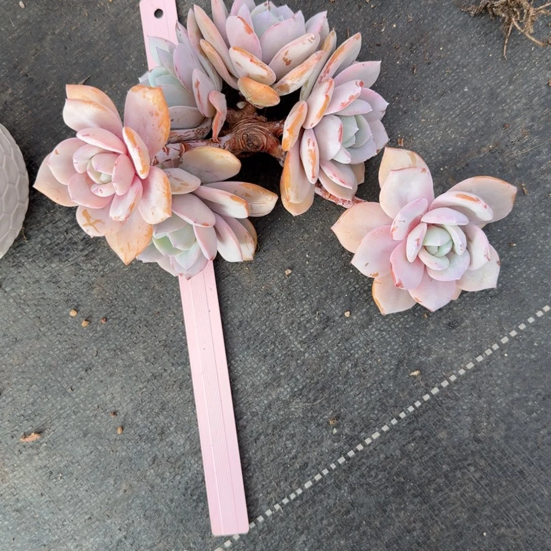 快***天一物一拍12-3奶茶有砍老桩168