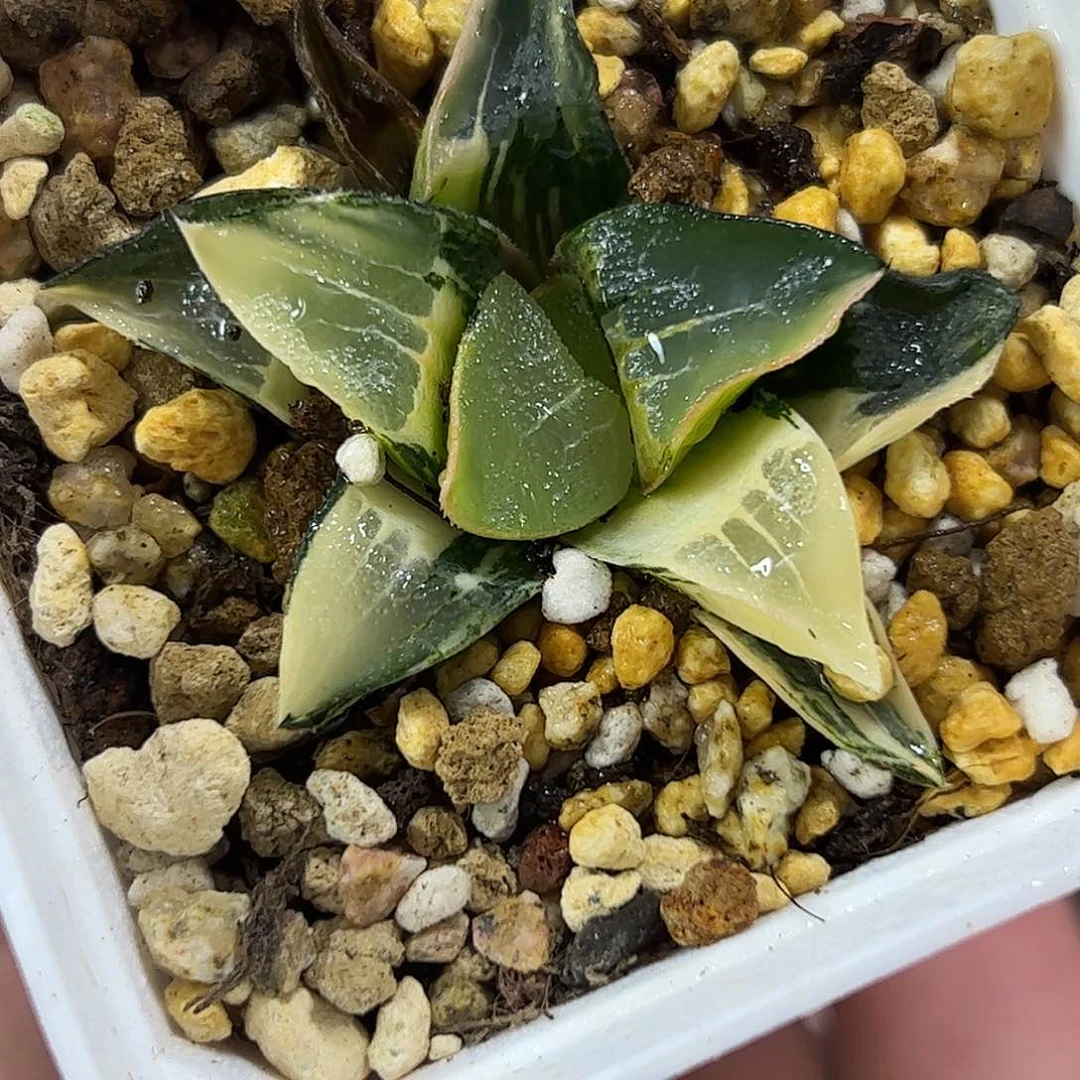 中岛克锦十二卷多肉植物