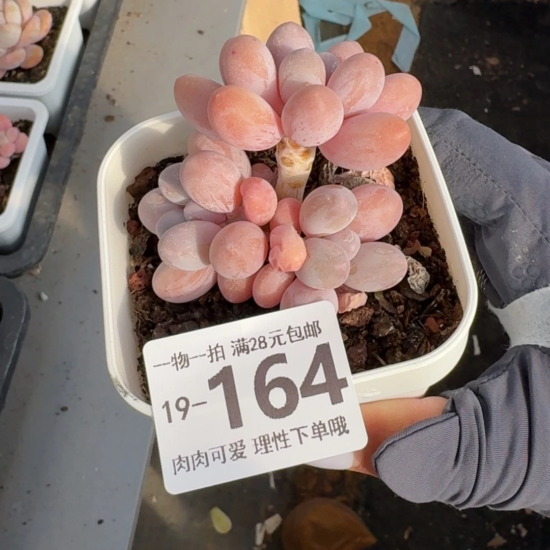 汤圆无盆土发货无