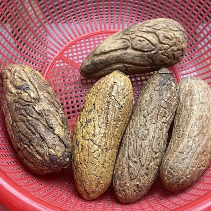 ****࿐千眼菩提吊坠菩提