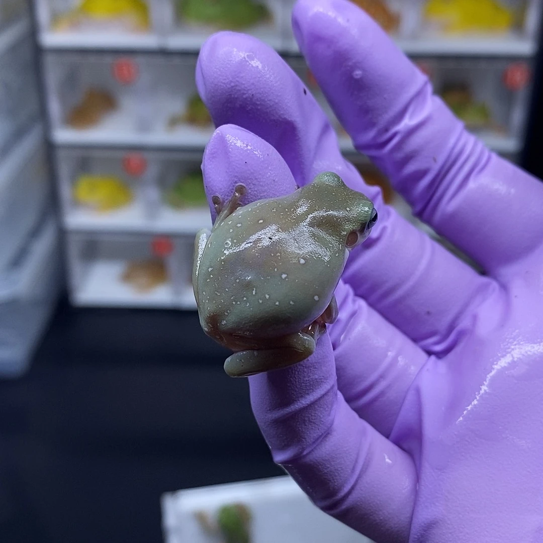 角蛙灰皮蓝眼一只58
