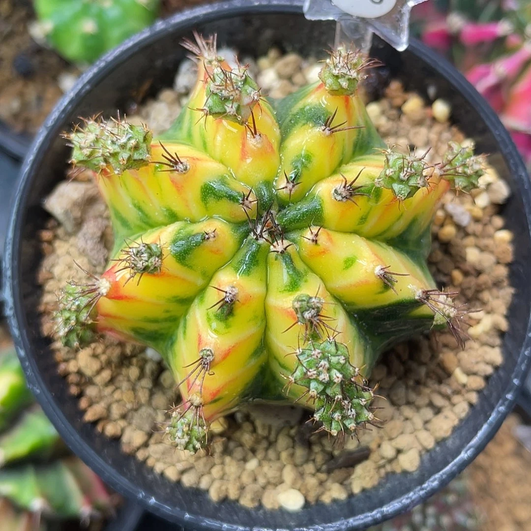 1-196米哈锦5.2厘米