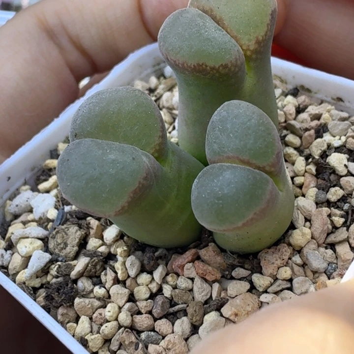 83号三头风铃一物一拍