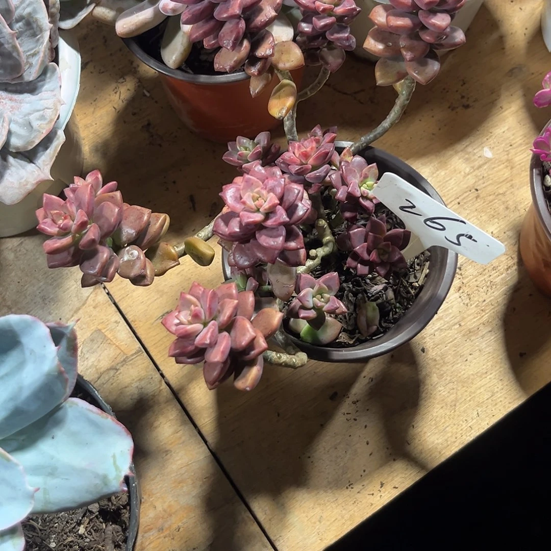 ****00000000000000000265