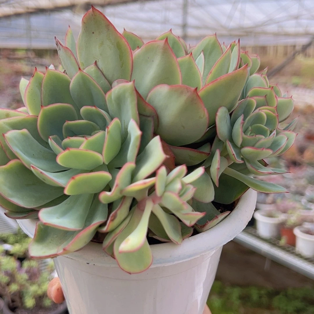 牡丹亭 多肉植物