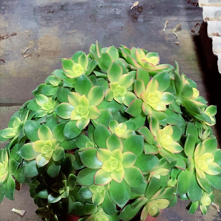 艳日辉，多肉植物