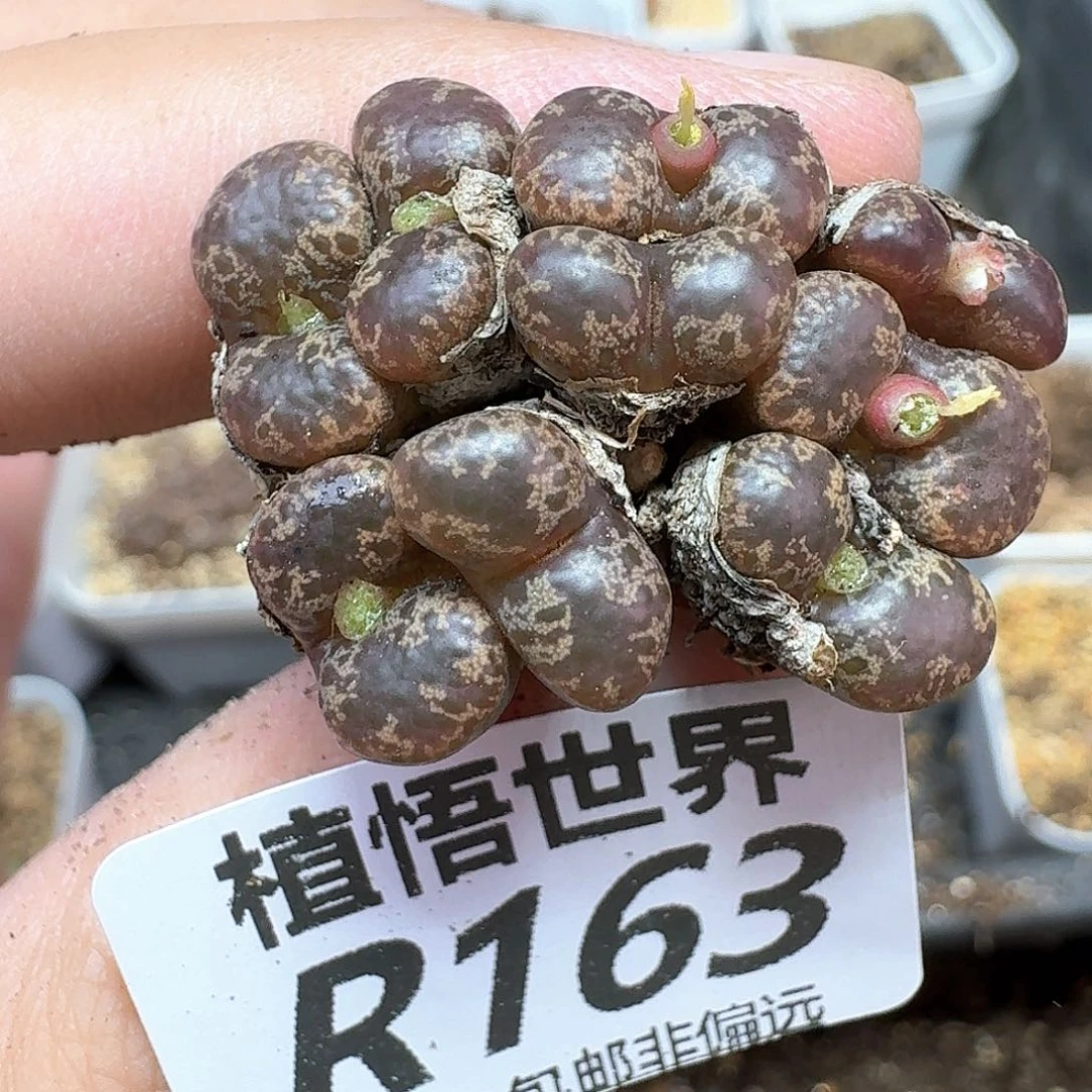 多肉植物的润泽地fv