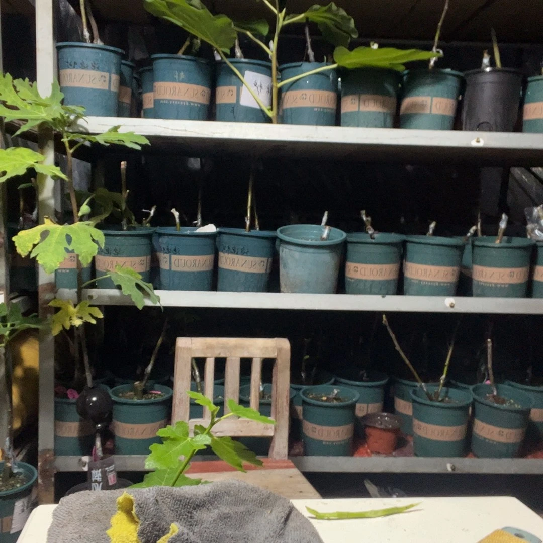 直播间福袋黑帝王白头苗