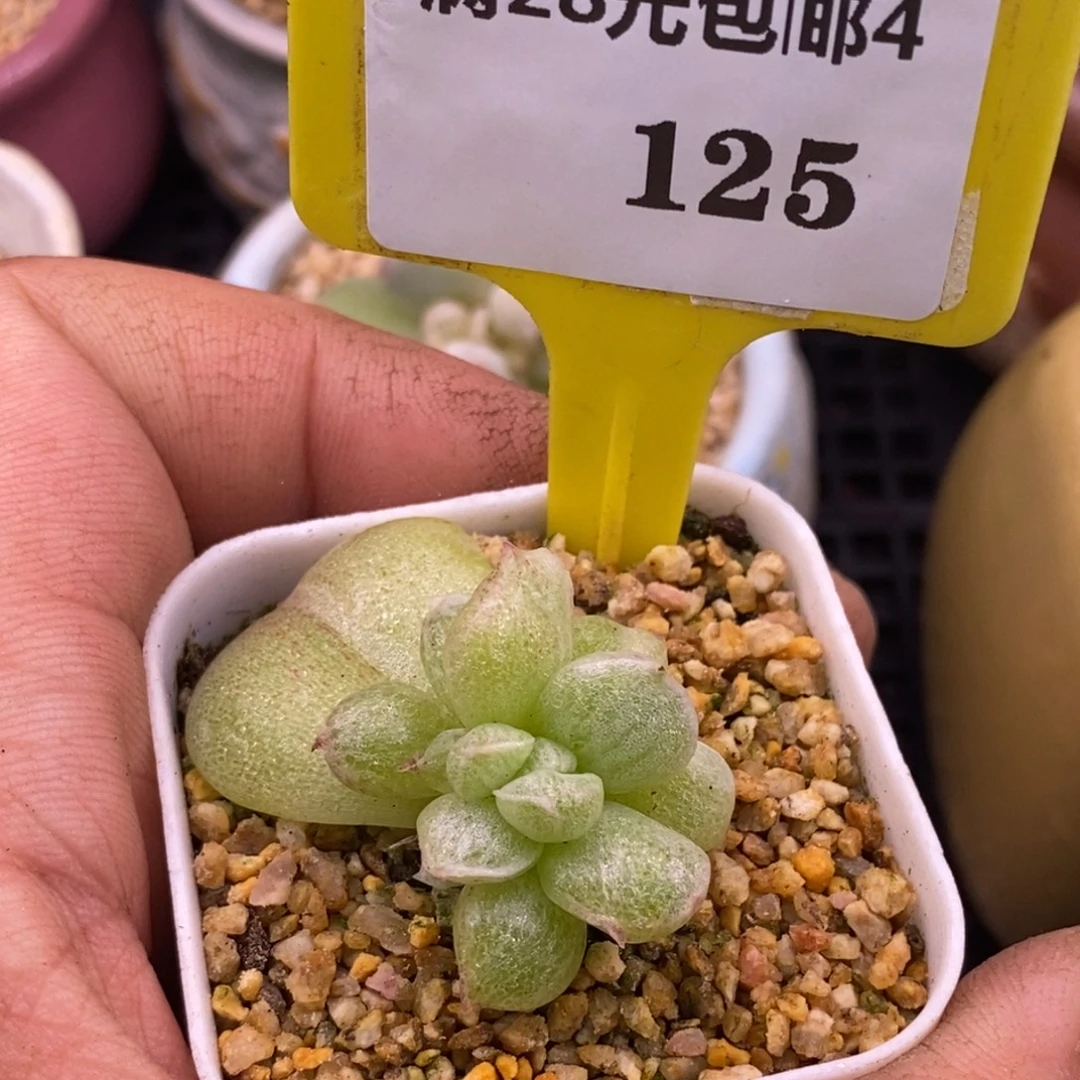 *****4125冰玉雪花拉丝锦…………