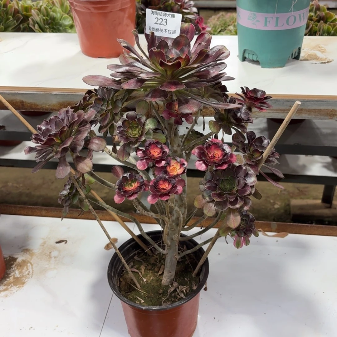 223花蝴蝶多肉植物法师