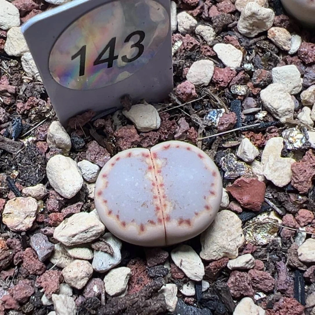 143优选饼干母本一物一拍