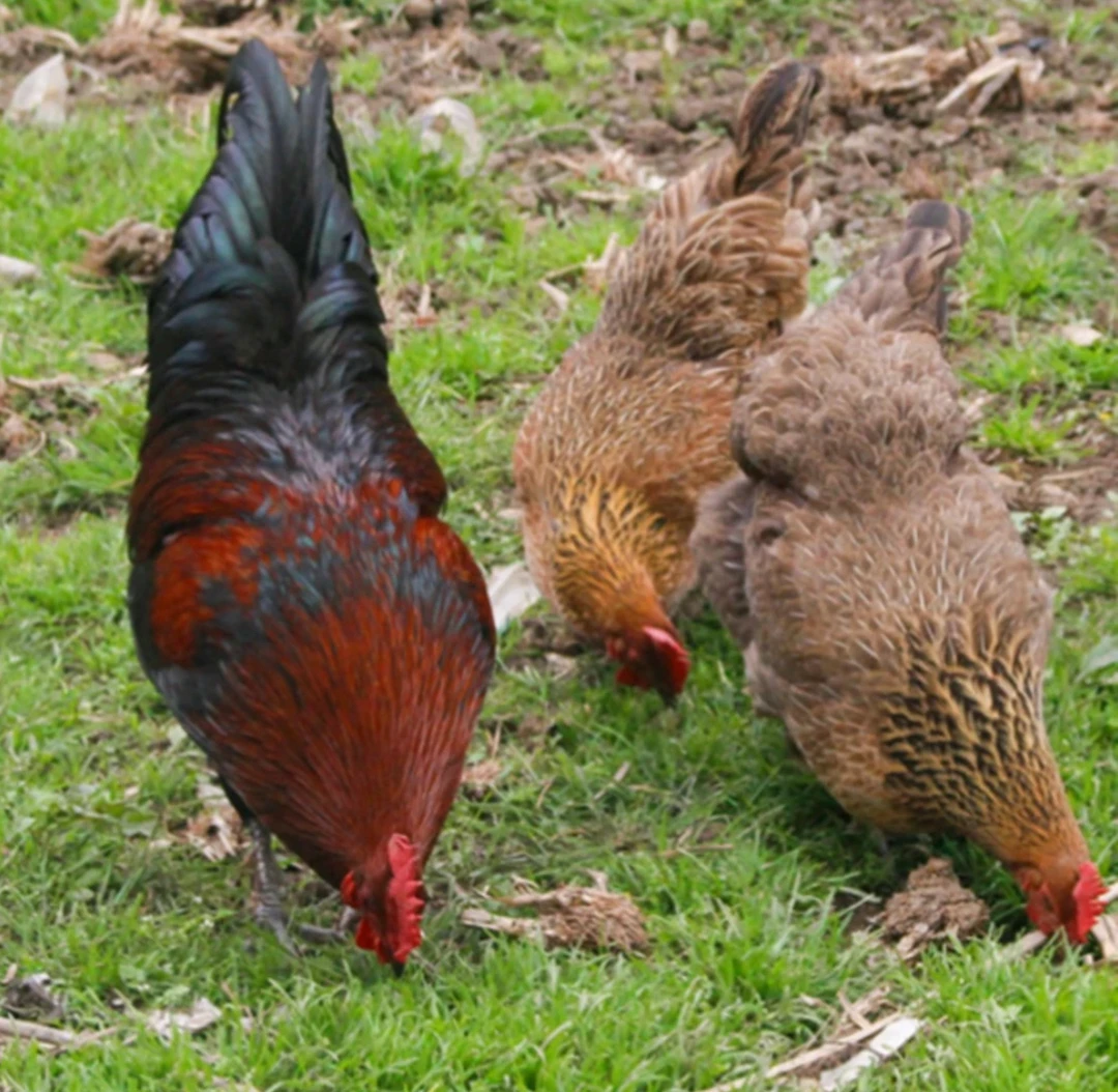 农家土鸡鸭现称现杀