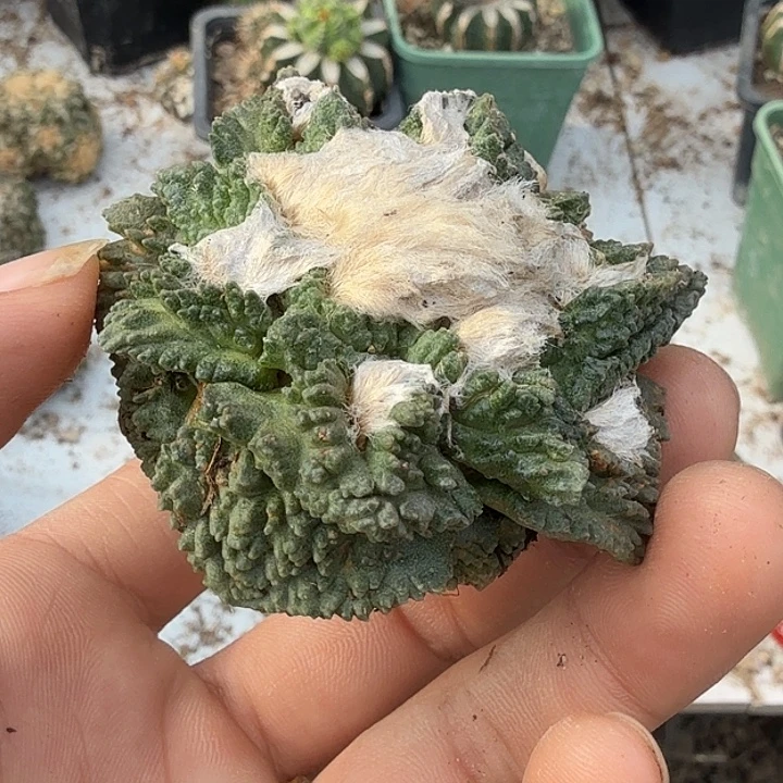 龟甲牡丹仙人球开花0403