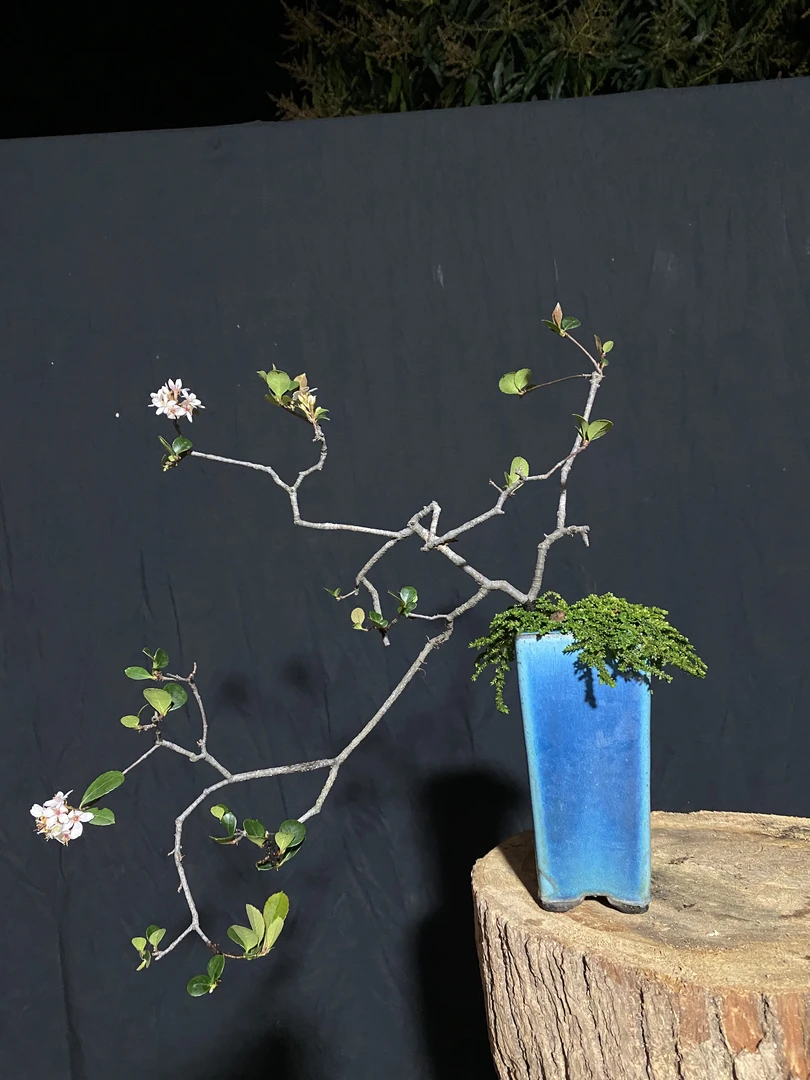 海岛春花室内办公室意境植物盆景