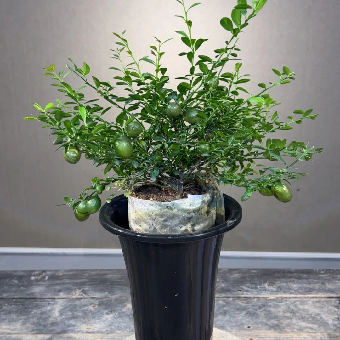 无花朵绿植盆栽植物