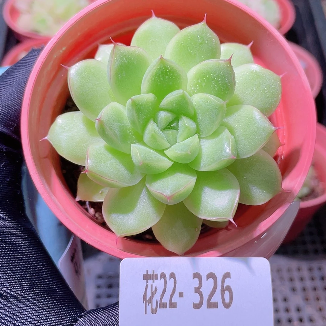 花利美22-326麦秆