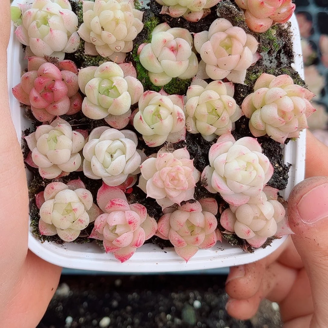 1-677 新疆西藏内蒙不发12.8包邮2-3公分多肉