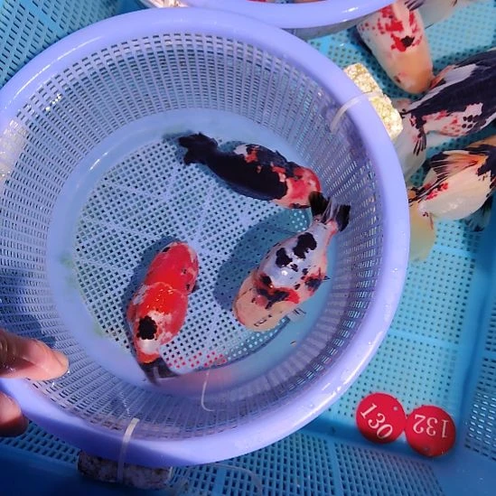 八***多金鱼065兰寿三只特价顺丰包邮