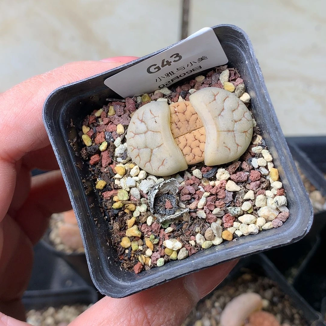 G43多肉植物保护研究所