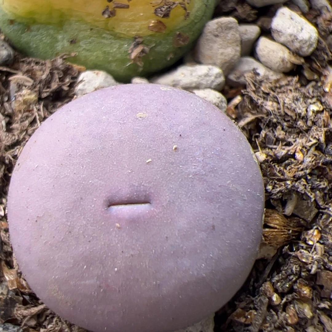 【闪购商品】000000024v嘴